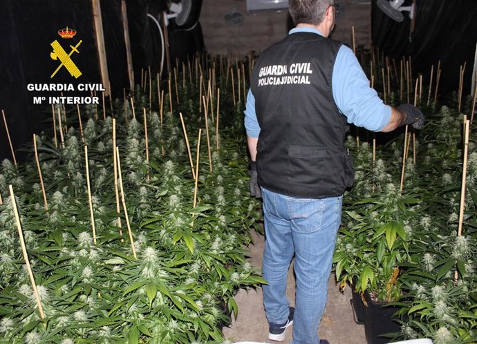 Desmantelado en Fuente Álamo un punto de producción ilícito con más de medio milla de plantas de marihuana