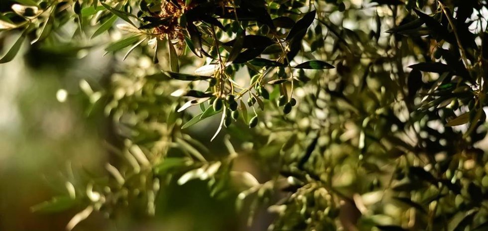 Aceite ecológico riojano