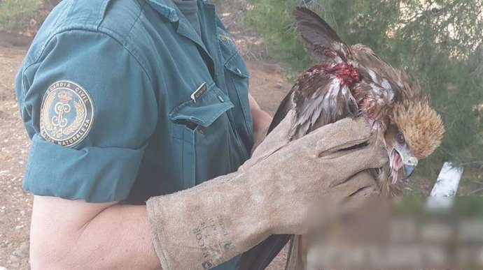 Un agente de la Guardia Civil con el milano herido.