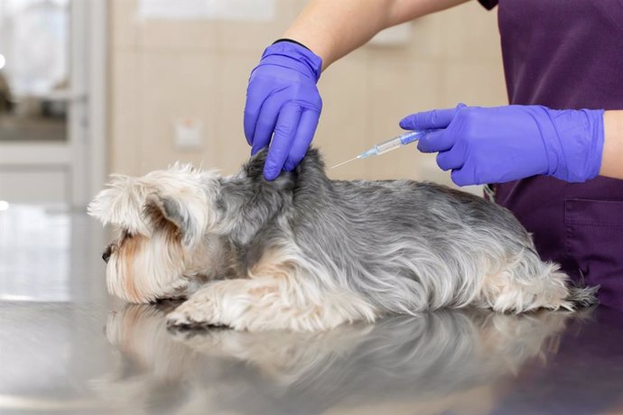 Veterinario inyectando una vacuna a un perro