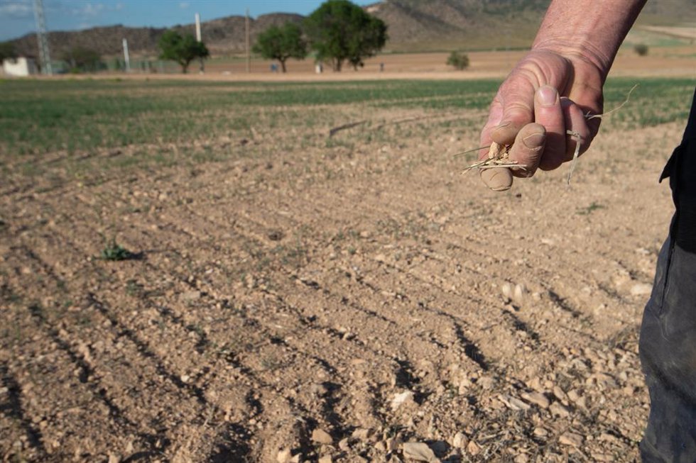 Un agricultor muestra la tierra seca, a 20 de abril de 2023, en Murcia, Región de Murcia (España). La Mesa de la Sequía se celebró ayer miércoles, 19 de abril, con el objetivo de reducir los problemas de sequía que hay en España. Entre las medidas plant