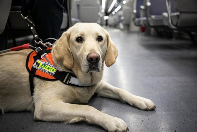 Perro guía.
