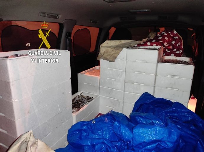 Pijotas intervenidas por la Guardia Civil que iban a ser consumidas en la noche del pescaíto en la Feria de Abril de Sevilla.