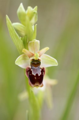 El Parque Nacional de Ordesa y Monte Perdido edita una guía de campo de orquídeas.