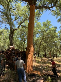 Campaña de la saca del corcho.