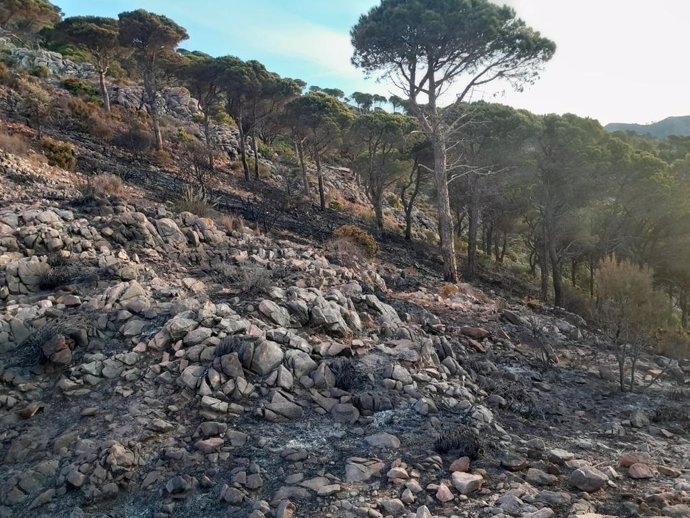 Zona afectada por un incendio forestal.