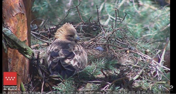 Ejemplar de águila calzada en el nido.