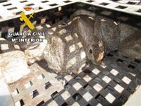 Investigados dos vecinos de Alcaudete (Jaén) acusados de cazar ilegalmente 12 conejos silvestres