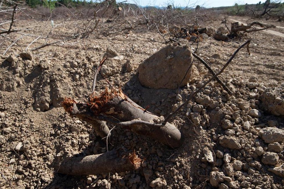 Detalles de la tierra seca en Murcia por la sequía