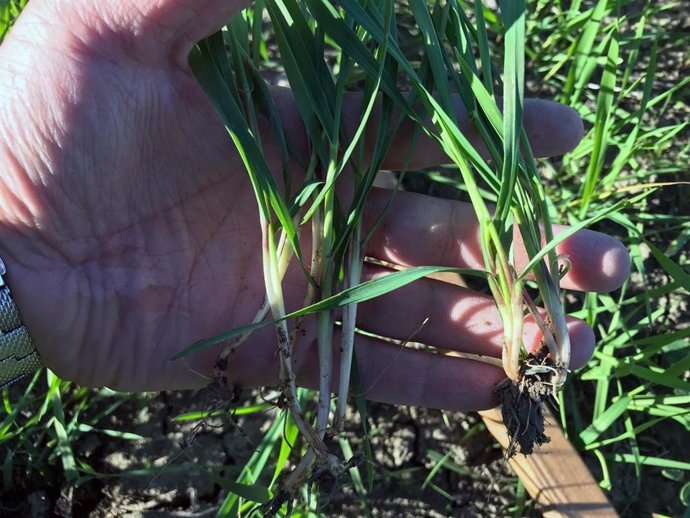 Un equipo de la UPV investigará cómo generar sistemas agroalimentarios sostenibles en el Mediterráneo