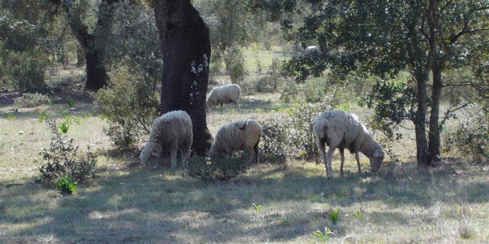 Archivo - Ovejas.