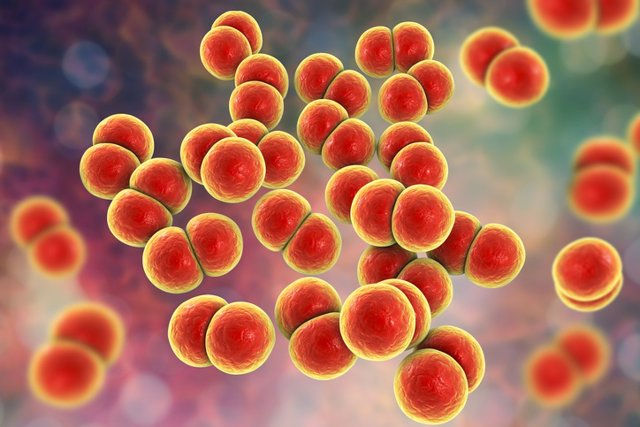 Archivo - La bacteria 'Neisseria gonorrhoeae', causante de la gonorrea.