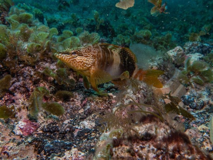 Biodiversidad marina en Canarias