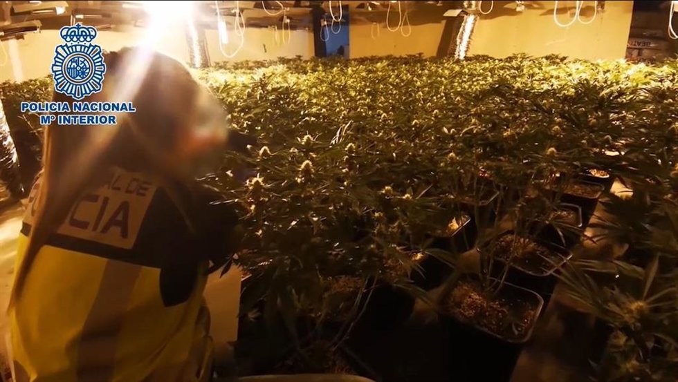 Plantación de marihuana en una nave industrial de Fuenlabrada.