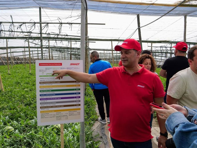 Archivo - Invernadero de Adra (Almería) en el que se ha realizado el estudio de sandía
