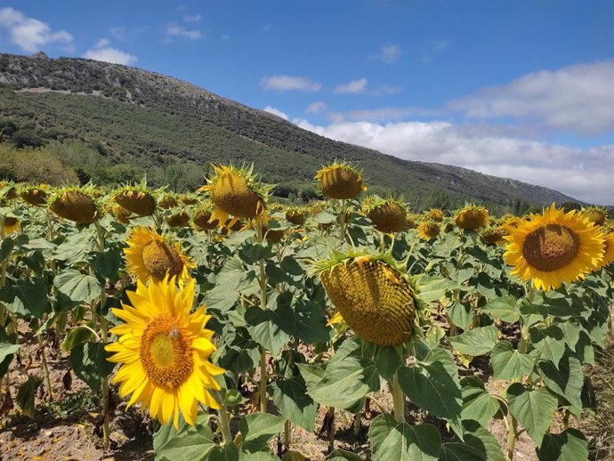 Archivo - Jornada soleada en Euskadi