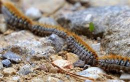 Archivo - Ejemplar de procesionaria del pino (Thaumetopoea pityocampa).