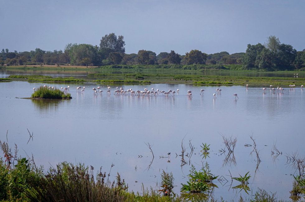 Parque Nacional de Doñana, a 22 de abril de 2023. 