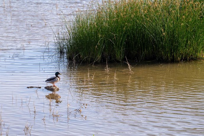 Fauna en el corredor verde del Guadiamar, a 22 de abril de 2023, en Sevilla, (Andalucía, España). El 25 de abril de 1998 se produjo el desastre de Aznalcóllar, un desastre ecológico producido por un vertido de lodos tóxicos, que llegó al parque Nacional
