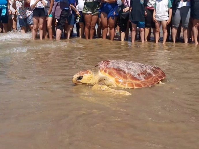 Liberadas seis tortugas marinas en la playa de las Tres Piedras en Chipiona