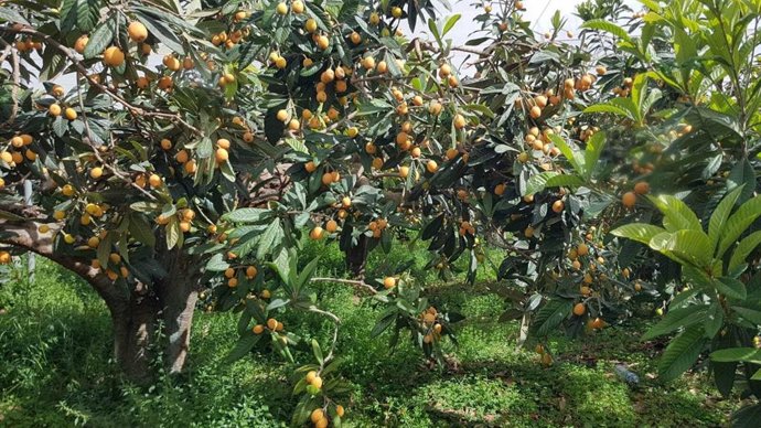 La campaña del níspero de la comarca de la Marina Baixa (Alicante) se adelanta dos semanas por la falta de lluvia y las altas temperaturas de las últimas semanas, según ha informado la Unió Llauradora.
