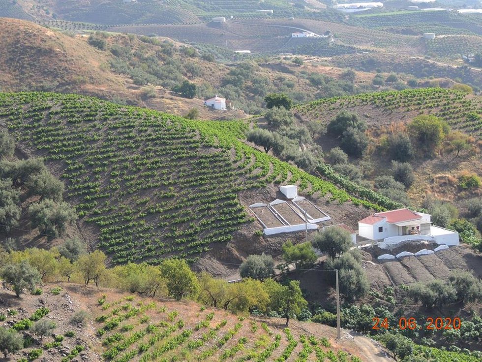 Archivo - Cultivo de uva pasa de la Axarquía