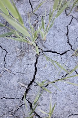 La sequía, principal preocupación para el mundo rural