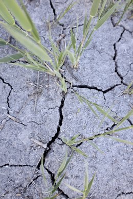 Tierra seca en las Tablas de Daimiel, a 26 de abril de 2023, en Ciudad Real, Castilla- La Mancha (España). Mientras Doñana se encuentra en el punto de mira de la actualidad debido a la aprobación por parte del Gobierno andaluz de un plan de regadíos que