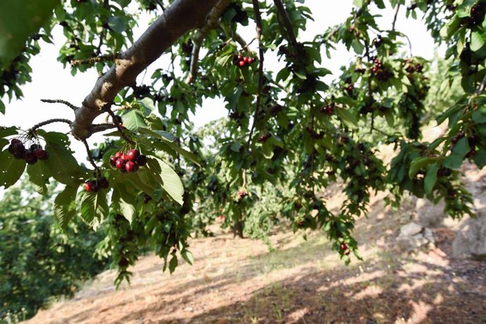 Archivo - Cerezas en una finca de Navaconcejo