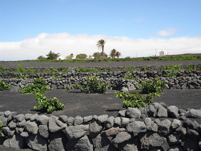 Archivo - Viñedos en Lanzarote