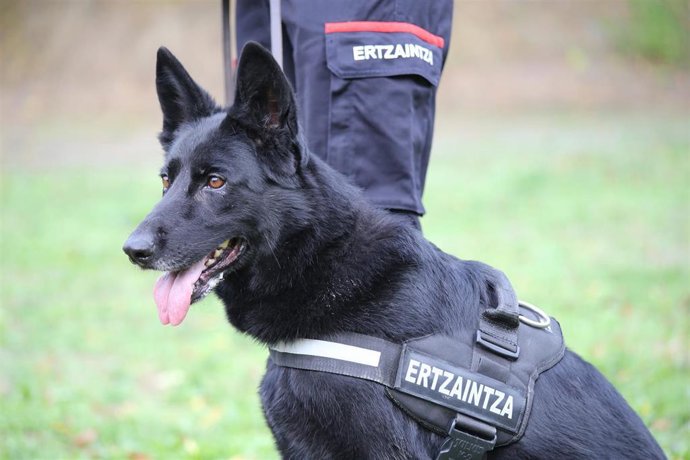 Izar, pastor alemán de la Unidad Canina de la Ertzaintza.
