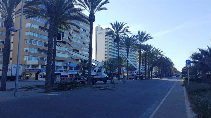 Archivo - Palmeras en la Playa de Palma