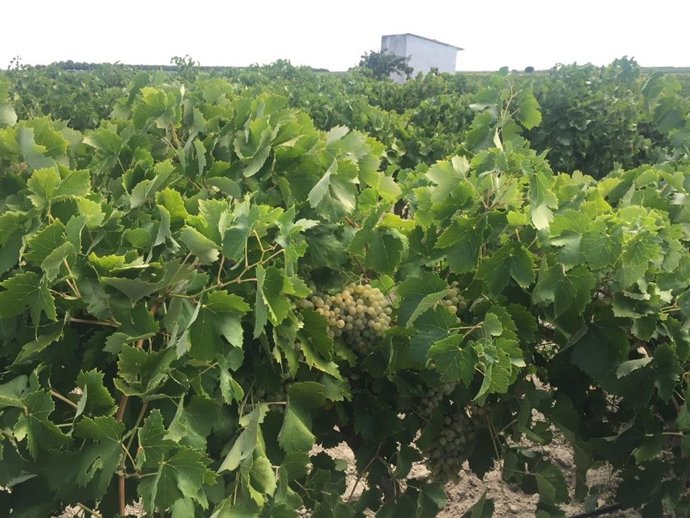Viñedo en espadera de regadío en La Mancha