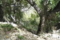 El jardinero que halló restos humanos en Benahavís (Málaga) dice que primero pensó que era un juguete de piscina