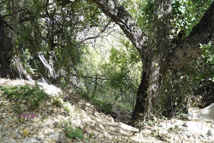 Investigan el hallazgo de restos óseos humanos hallados en un complejo residencial de Benahavís en una zona alta de un jardín, junto a un bosque.