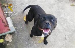 Perro que atacó a una persona