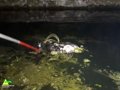 Bomberos de Puertollano rescatan a un águila atrapada en el interior de una alberca