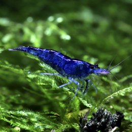 Gamba de acuario Blue Velvet