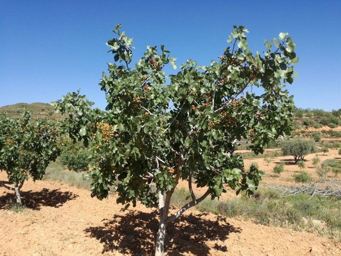 Archivo - Árbol Pistachero