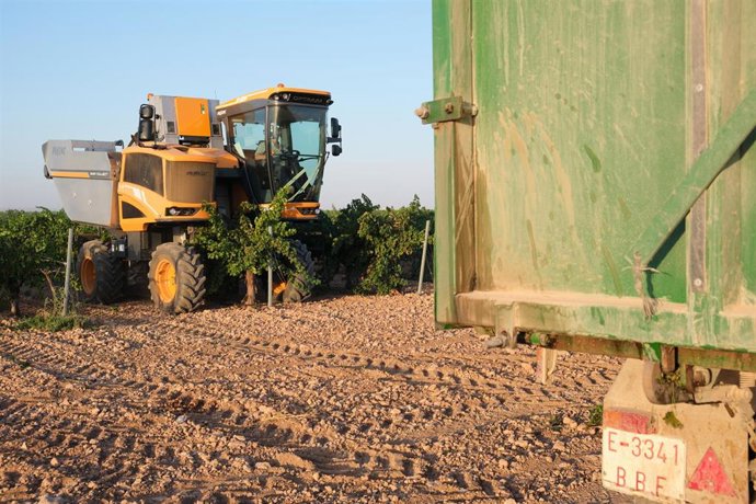 Archivo - Una vendimiadora recoge la uva Sauvignon Blanc 