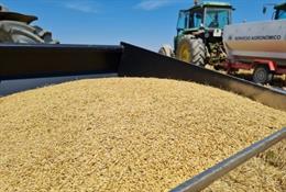 Archivo - Producción de grano.