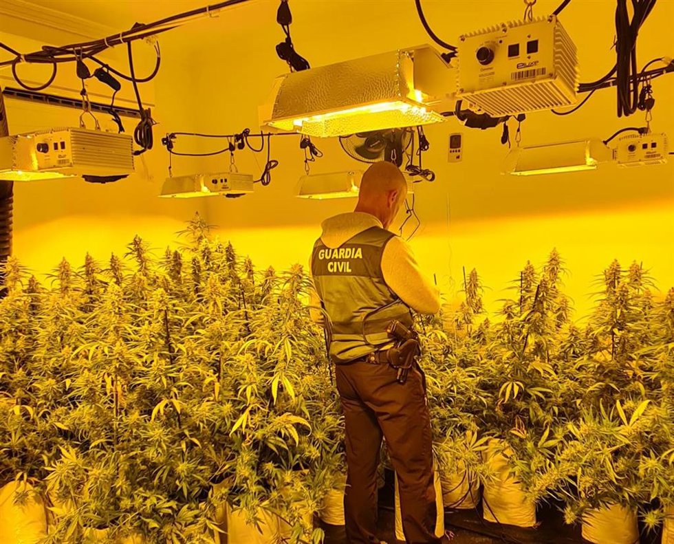 Cultivo de plantas de marihuana en una vivienda. Archivo.