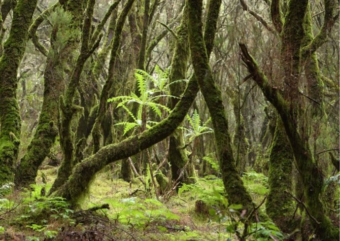 Parques Nacional de Canarias
