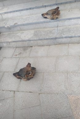 Cabezas de lobo colocadas en Ponga.