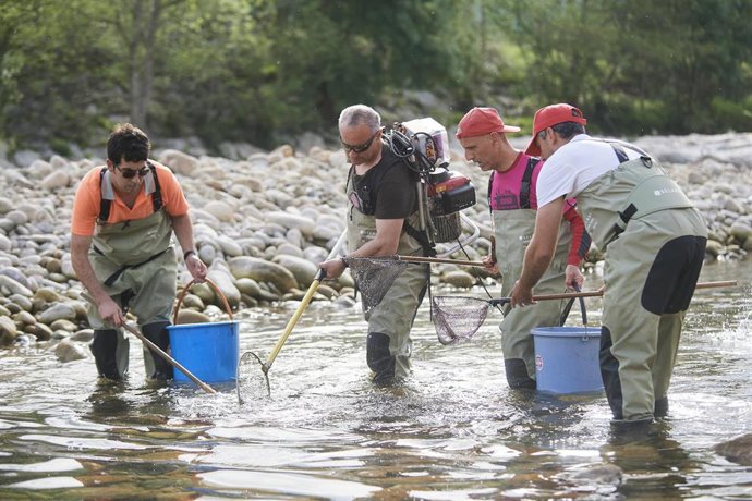 Operarios durante el traslado y rescate de peces en el río Pas, uno de los afectados por la sequía, en Corvera de Toranzo.
