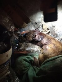 El Seprona investiga un caso de maltrato a un perro al que partieron el cráneo y tiraron a un contenedor en Huelva