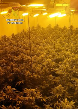 Imagen del invernadero que tenía el clan en Las Torres de Cotillas