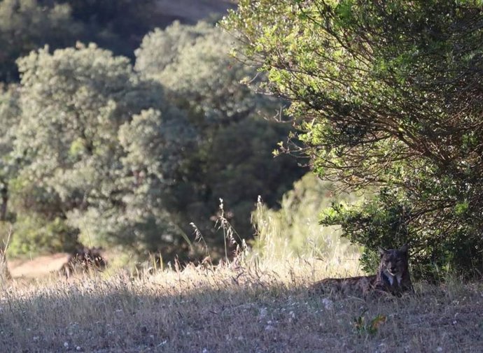 Un ejemplar macho adulto de lince ibérico descansa a la sombra del calor el 25 de abril de 2023 en la finca El Encinajero, en Andújar (Jaén).