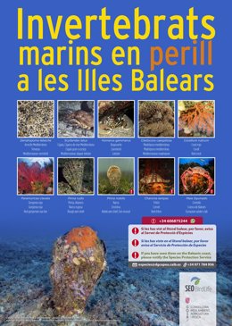 Archivo - Medi Ambiente pide colaboración ciudadana para detectar invertebrados marinos en peligro en Baleares