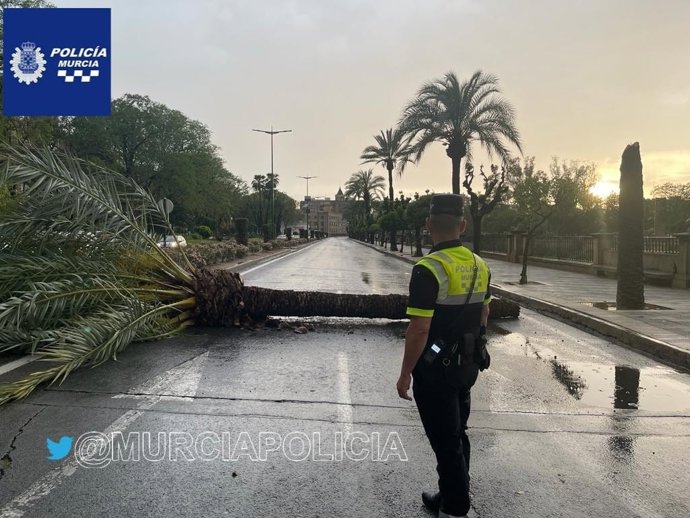 Una palmera cae sobre la avenida Infante don Juan Manuel de Murcia